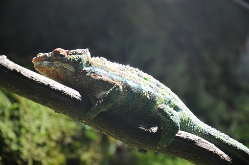 exotic reptile Chameleon on a tree branch