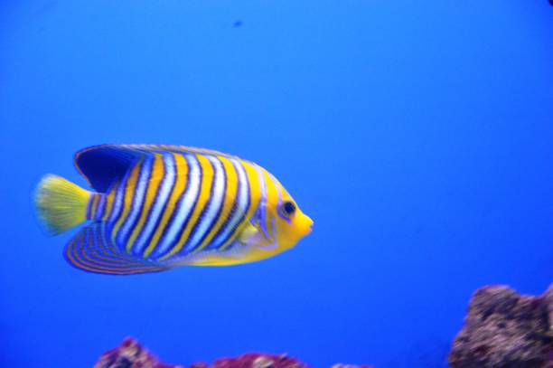 コーラルの魚 - beauty in nature coral angelfish fish ストックフォトと画像