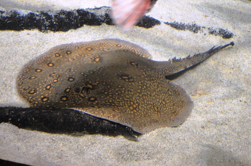 electric stingray at the bottom of the sea