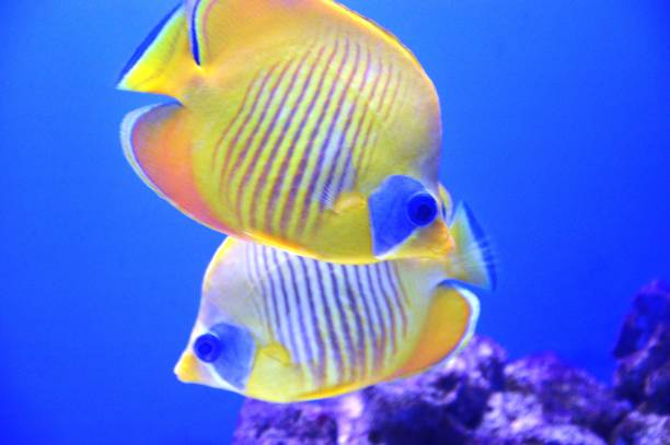corail poissons - poisson papillon à collier blanc photos photos et images de collection