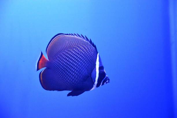 corail poissons - poisson papillon à collier blanc photos photos et images de collection