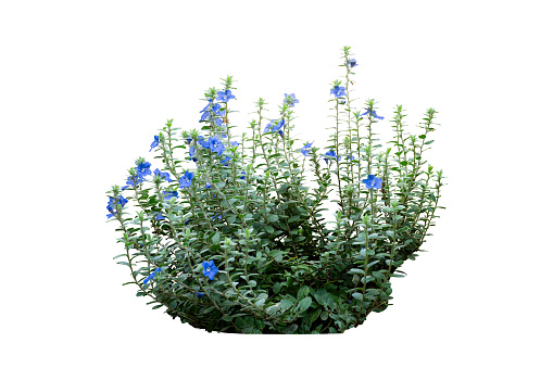 purple flowers bush plants isolated with clipping path