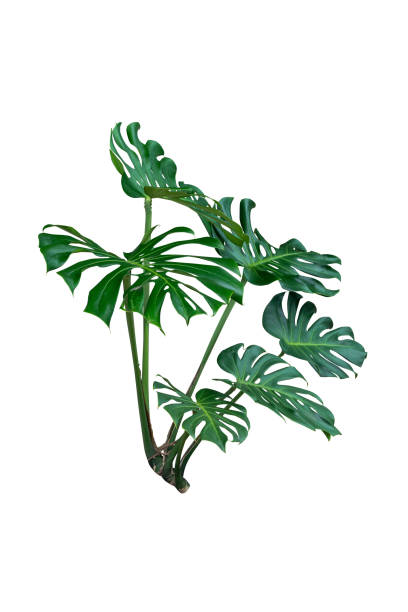 istock monstera leaves plants isolated 1844287623