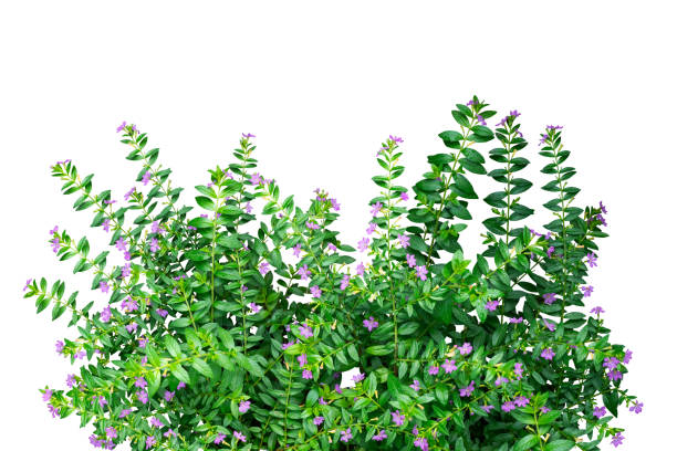 purple flowers bush plants isolated with clipping path