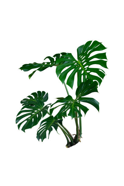 istock monstera leaves plants isolated with clipping path 1844288656