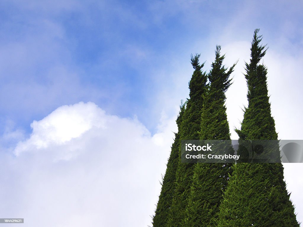 Pine in den Himmel mit Wolken - Lizenzfrei Baum Stock-Foto