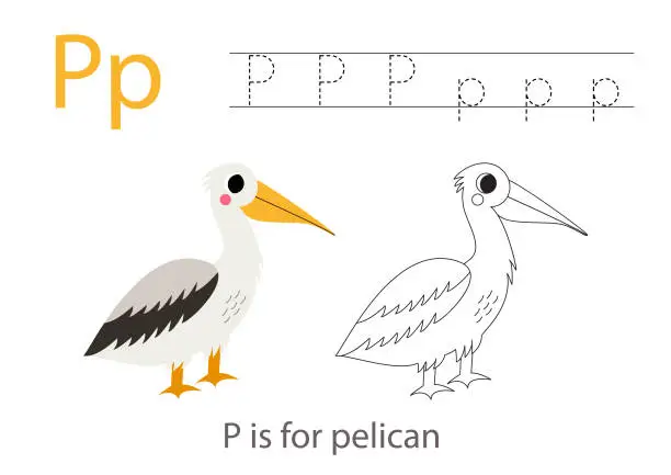 Vector illustration of Tracing alphabet letters with cute animals. Color cute pelican. Trace letter P.