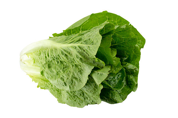 romain alface - bibb lettuce imagens e fotografias de stock