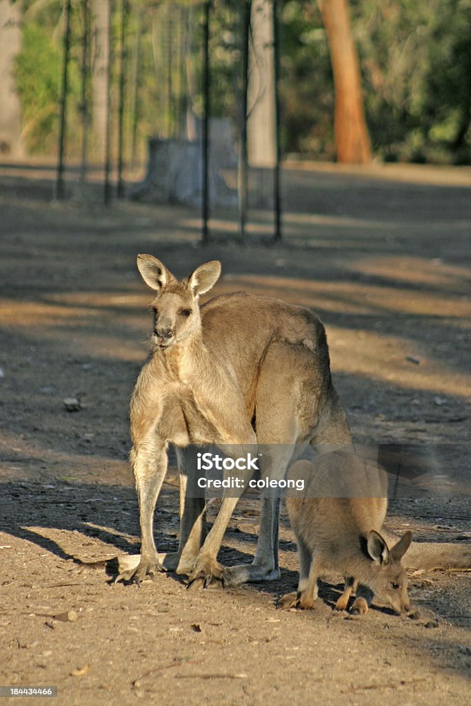 кенгуру - Стоковые фото Австралия - Австралазия роялти-фри