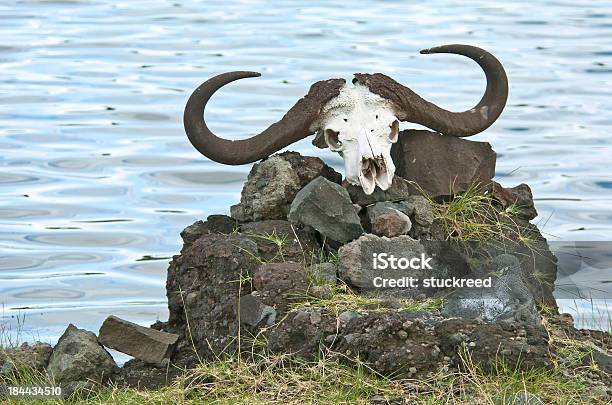 Búfalo Del Cabo Cráneo Foto de stock y más banco de imágenes de Búfalo Africano - Búfalo Africano, Con cuernos, Cráneo de animal