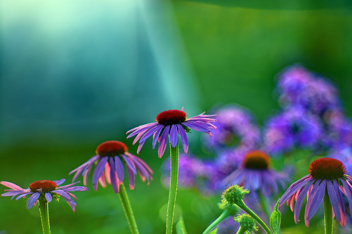 Close up of pink aster flowers taken from low angle with shallow depth of field