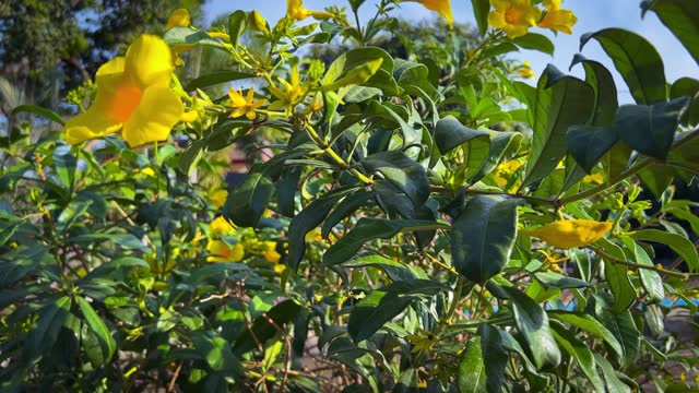video of yellow allamanda cathartica flower tree exposed to sunlight