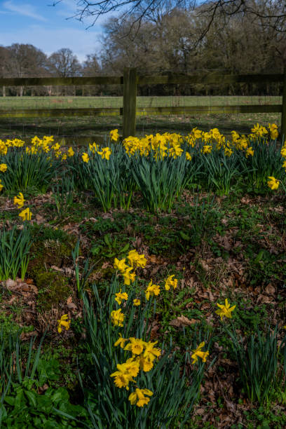 istock daffodils garden spring sunlight next to road spring march april 1844363339