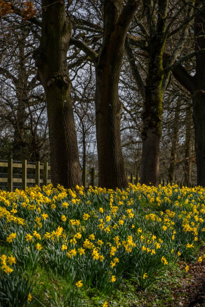 istock daffodils garden spring sunlight next to road spring march april 1844364350