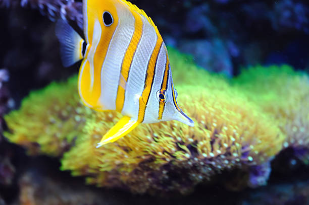 istock Tropical fish chelmon rostratus 184436789