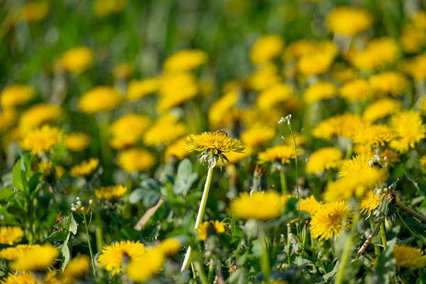 dandelions blooming in the meadow
