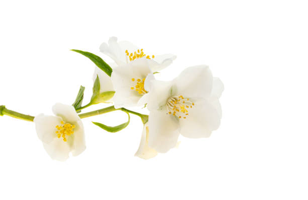 istock beautiful jasmine flowers isolated 1844376452