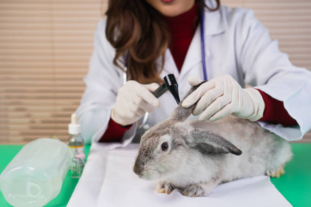 istock veterinarian checking up ill rabbit ears, doctor testing sick symptom rabbit pets at clinic 1844376502