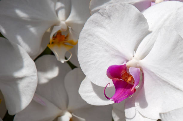 istock Flowering white moth orchid with purple centre 1844376554