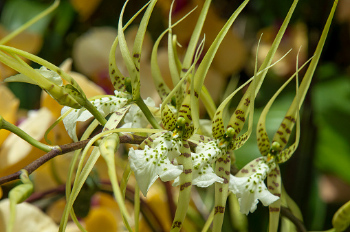 Brassia verrucosa, also known as warty brassia, is an Orchid native to Mexico, Central America (Costa Rica, El Salvador, Guatemala, Honduras, Nicaragua), Venezuela, and Brazil.