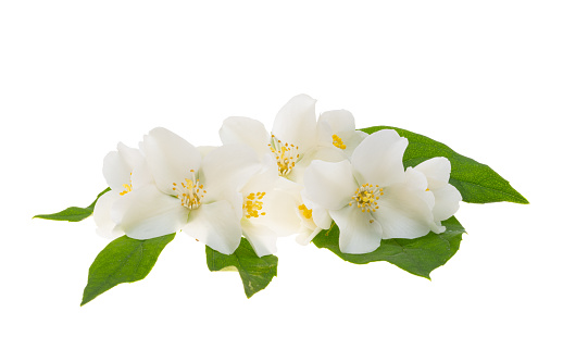 beautiful jasmine flowers isolated on white background