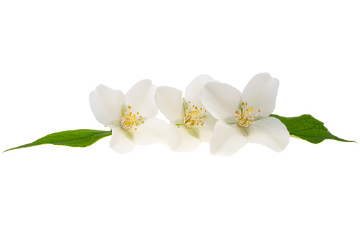beautiful jasmine flowers isolated on white background