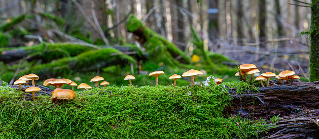 Chicken of the Woods or Sulphur Shelf  Mushrooms Growing on the Tree Trunk