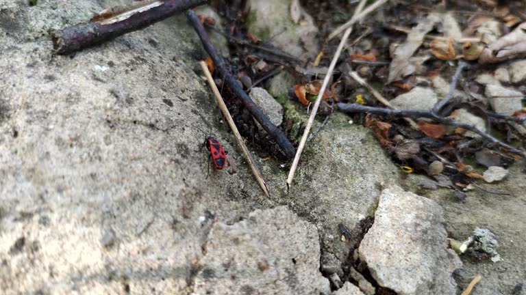 Pyrrhocoris apterus bug on the ground