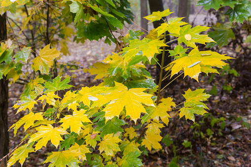 Young maple with wet bright yellow and green autumn leaves among the other trees in forest in overcast morning
