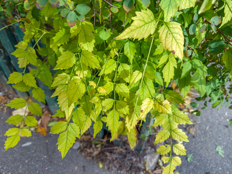 Stems of ornamental plants with green autumn leaves in front garden on a blurred background of decorative wooden fence and paved path, close-up in selective focus