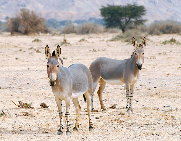 istock African wild ass, Equus africanus 184439942
