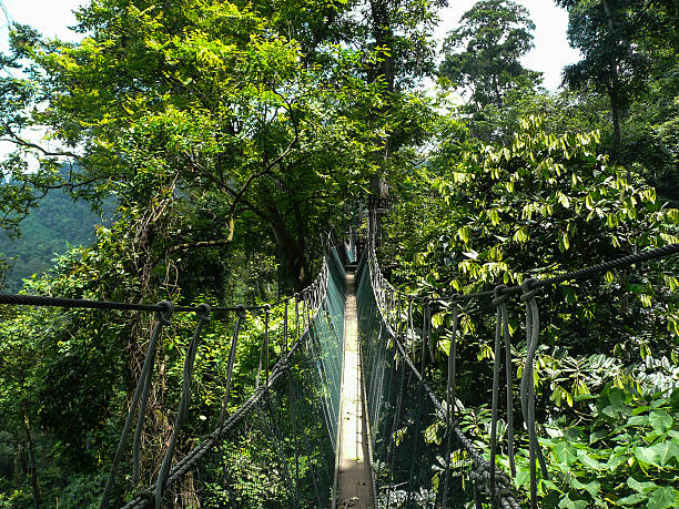 Canopy Walk A long elevated walkway high up in the canopy of the rainforest in Taman Negara National Park, Malaysia. canopy tour photos stock pictures, royalty-free photos & images