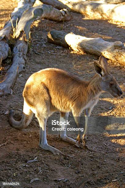 Canguru - Fotografias de stock e mais imagens de Admirar a Vista - Admirar a Vista, Agricultura, Animal