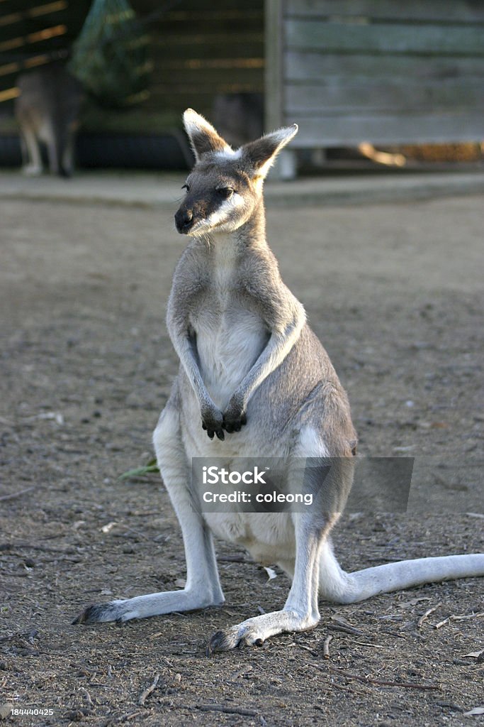 Kangaroo - Lizenzfrei Agrarbetrieb Stock-Foto