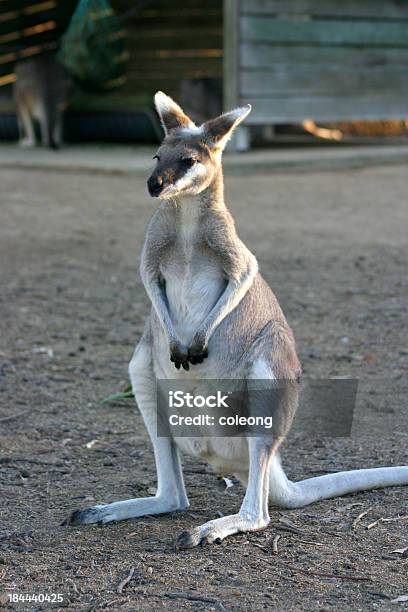 Kangaroo Stockfoto und mehr Bilder von Agrarbetrieb - Agrarbetrieb, Aussicht genießen, Australien