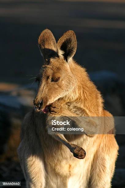 Kangaroo Stock Photo - Download Image Now - Agriculture, Animal, Animal Wildlife