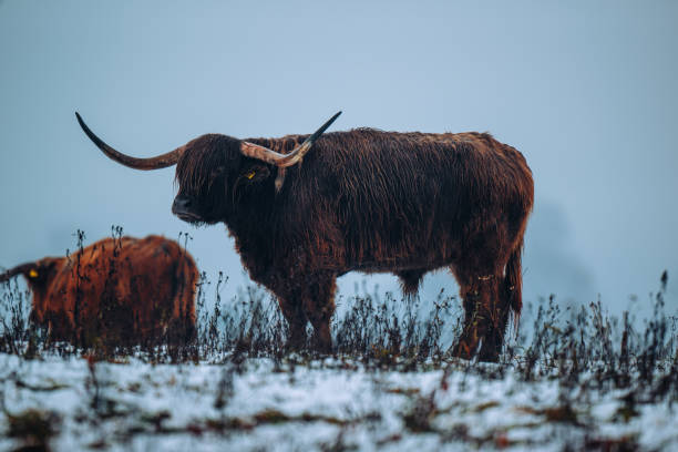 istock Scottish highland cattle in Switzerland Winter 1844405643