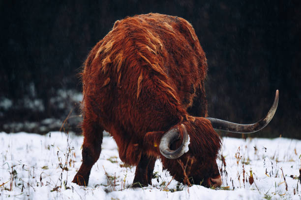 istock Scottish highland cattle in Switzerland Winter 1844406168