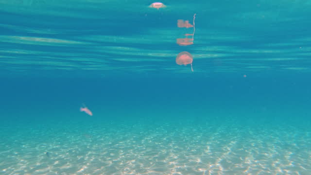 Small, poisonous jellyfish in the Mediterranean Sea at Corsica, France, Europe.