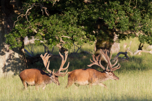 Red Deer next to forest edge