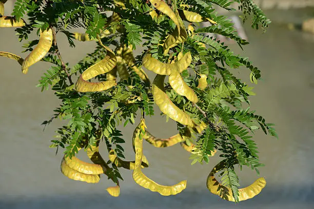The Honey locust, Gleditsia triacanthos, also known as the thorny locust, is a deciduous tree native to central North America. It is mostly found in the moist soil of river valleys ranging from southeastern South Dakota to New Orleans and central Texas, and as far east as eastern Massachusetts