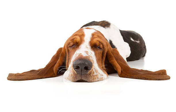 basset hound - isolated dog animal puppy photos et images de collection