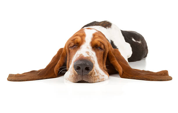 Basset Hound Basset Hound isolated on white background hound stock pictures, royalty-free photos & images