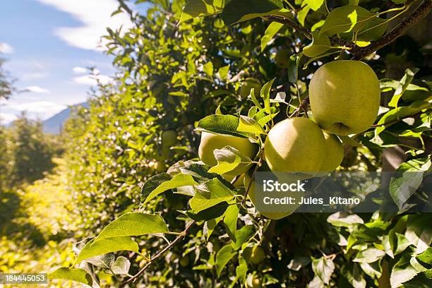 Apple Orchards Stockfoto und mehr Bilder von Apfelgarten - Apfelgarten, Apfelsorte Golden Delicious, Apfel