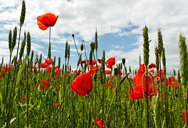 istock Poppies on the field. 184445074