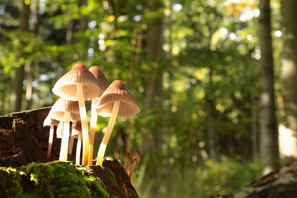 istock Mushrooms in the sunshine 184445086