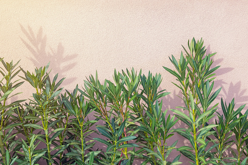 Green leaves border. Branches of oleander tree against textured wall on sunny day. Copy space