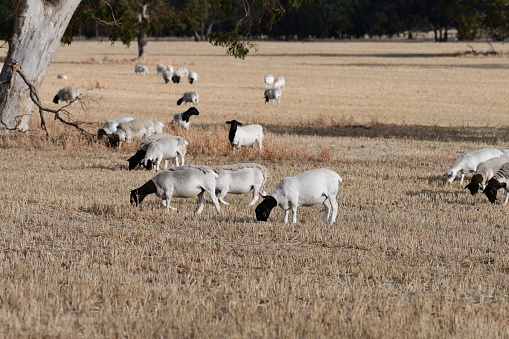 Dorper sheep on a farm