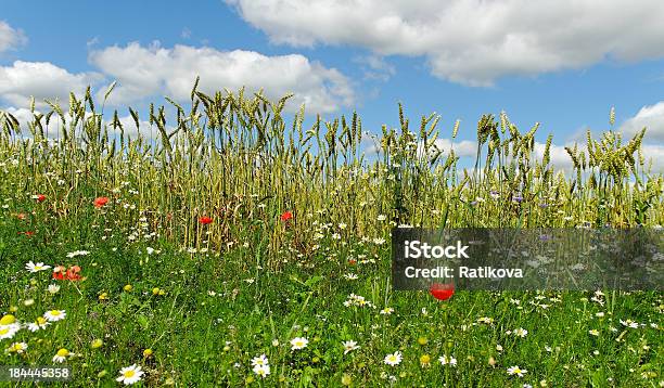 Photo libre de droit de Abords De Terrain banque d'images et plus d'images libres de droit de Agriculture - Agriculture, Arbre en fleurs, Au bord de