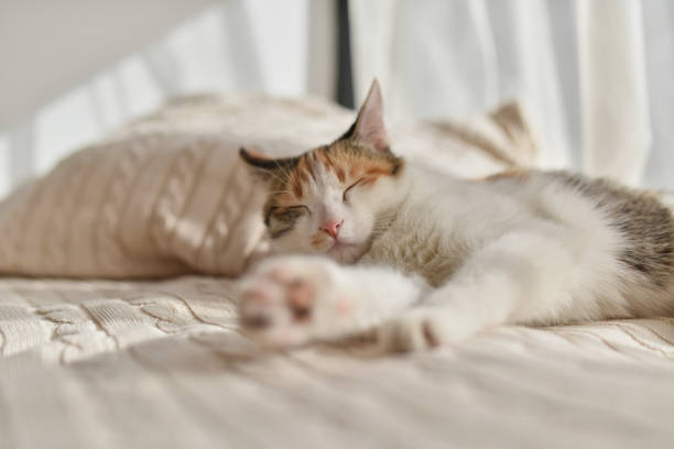 istock On a sunny afternoon, a tricolor cat sleeps on a balcony 1844460746